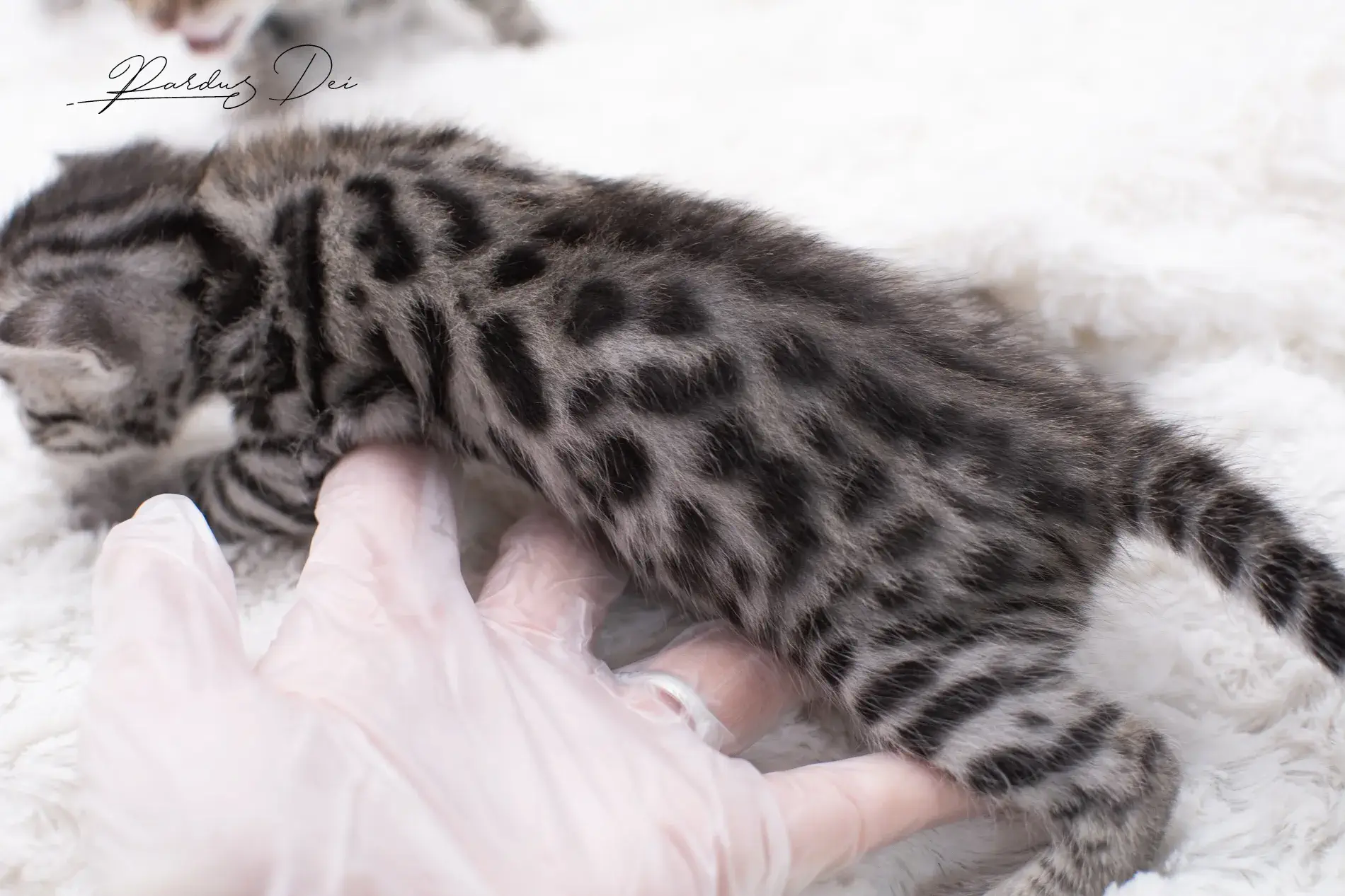 chaton bengal